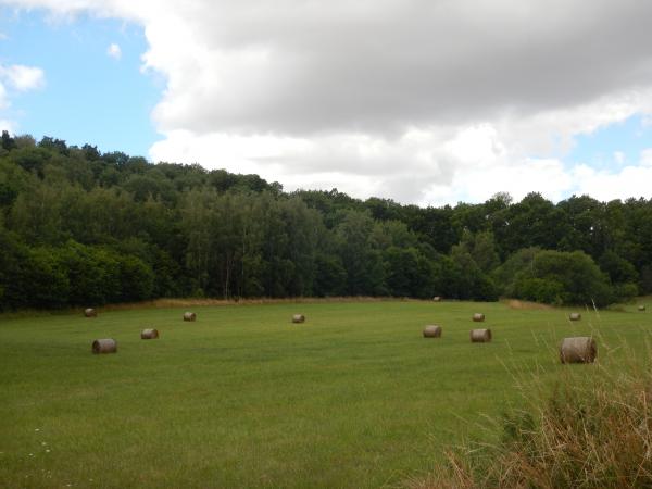 Barlinecki Park Krajobrazowy skoszona łąka  fot. zbiory ZPKWZ